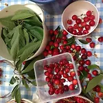 Cherrytree 1840 Prázdninový dům Heimbach