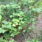 Cherrytree 1840 Prázdninový dům Heimbach