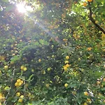 Cherrytree 1840 Prázdninový dům *