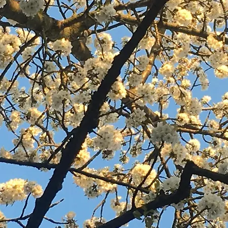 Cherrytree 1840 Ferienhaus