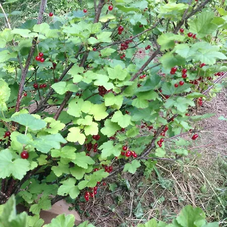 Cherrytree 1840 Σπίτι διακοπών Heimbach