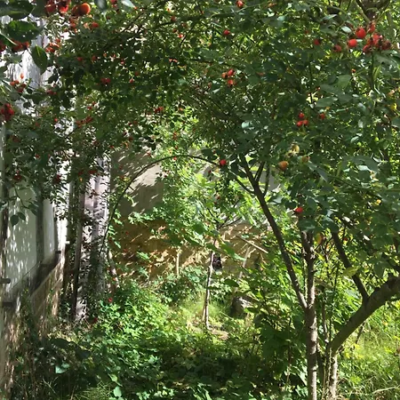 Cherrytree 1840 * Heimbach