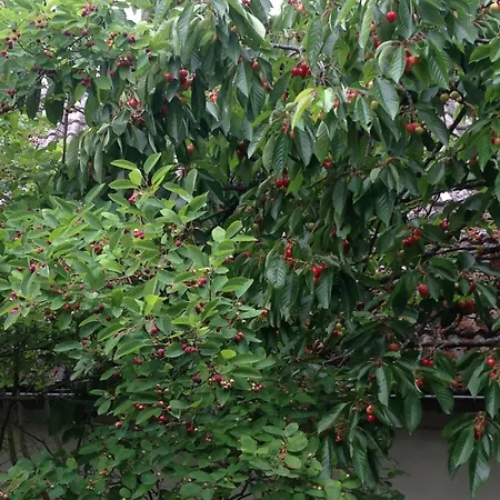 Cherrytree 1840 Hébergement de vacances Heimbach