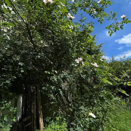 بيت للعطل Cherrytree 1840 *
