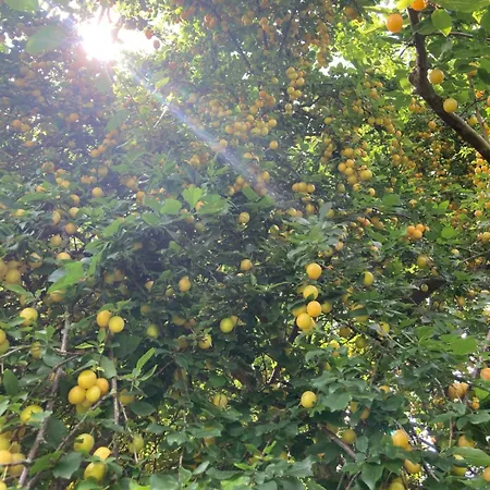 Cherrytree 1840 Σπίτι διακοπών *