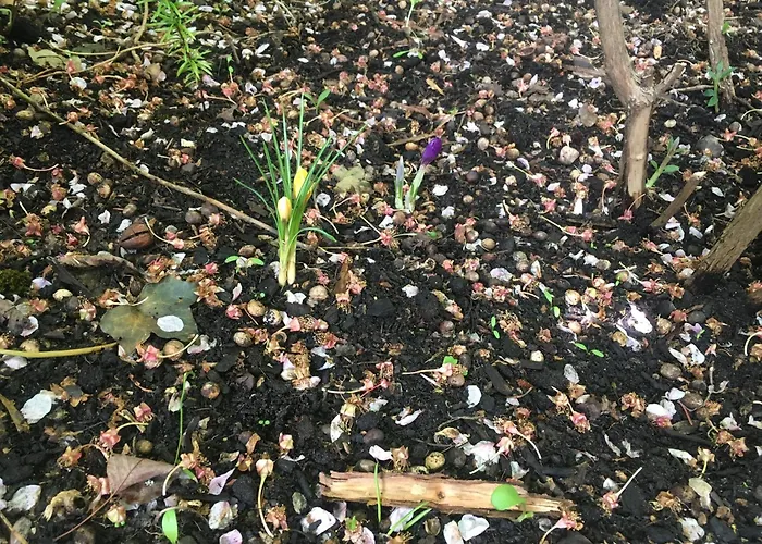 Cherrytree 1840 Feriehus *