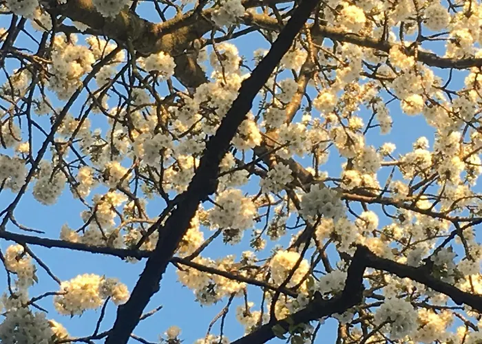 Cherrytree 1840 Hébergement de vacances