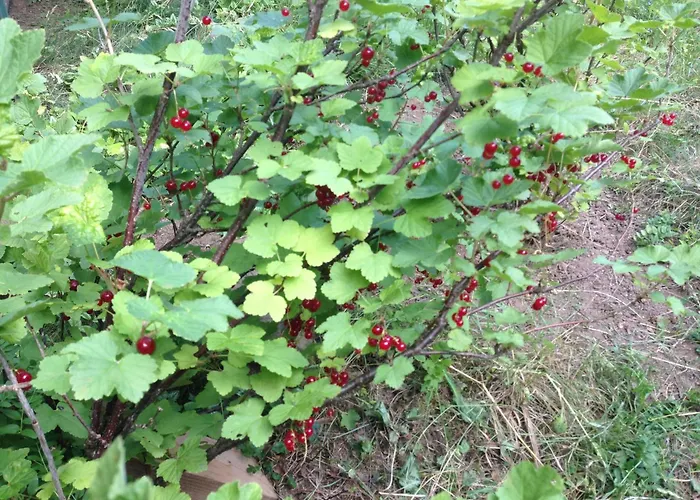 Cherrytree 1840 Feriehus Heimbach