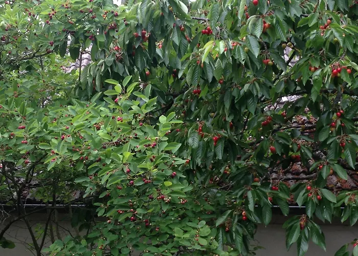 Cherrytree 1840 Hébergement de vacances Heimbach