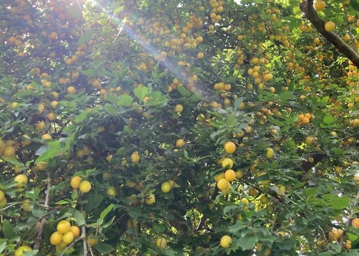 Cherrytree 1840 Hébergement de vacances *